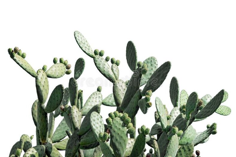 Kompositionselement Neoveris - Kaktusfeige